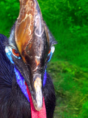 pixid_oiseau © pixid