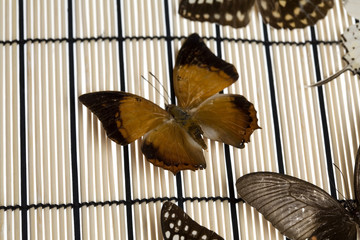 mariposas7848