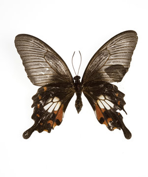 mariposa papilio polytes romolus