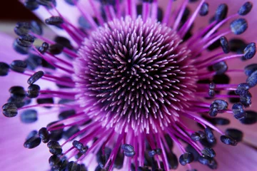 Foto auf Acrylglas Blumen Anamone-Blume