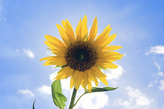 sonnenblume