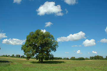 Fototapeta na wymiar summer landscape with tree