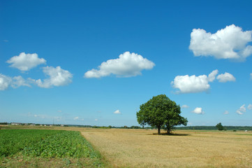 Fototapeta premium summer landscape with tree