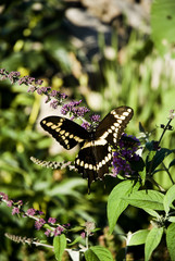 black swallowtail butterfly topview