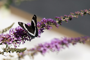 butterfly on butterfly bush