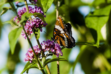 colorful butterfly on a butterfly bush