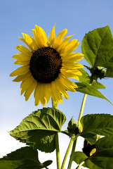 sunflower in the sun