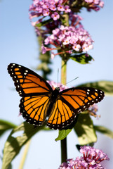 monarch butterfly