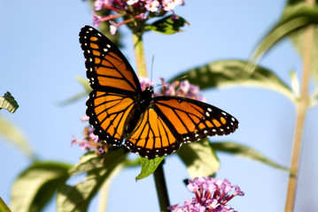 monarch butterfly