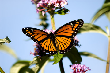 monarch butterfly