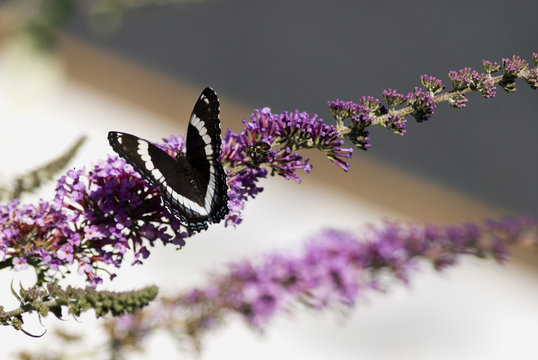 Butterfly On Butterfly Bush