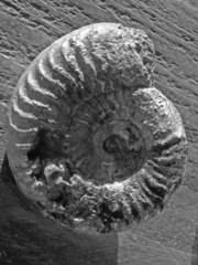0371-fossile, ammonite