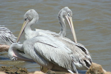 pelican à 3 têtes