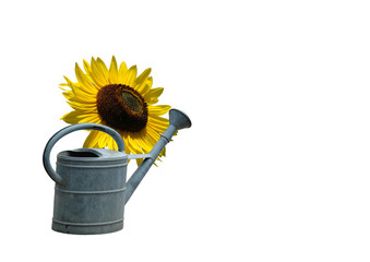 gießkanne und sonnenblume freigestellt © Marty Kropp