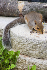 sniffing squirrel