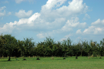 green tree and blue sky