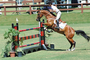 show horse jumping