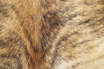 cowhide