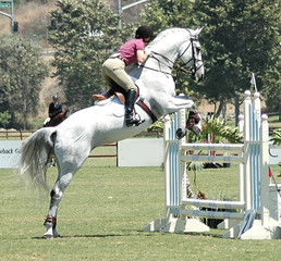 Obraz premium white show horse jumping