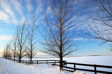 Peel and stick wall murals Winter winter on the prairie