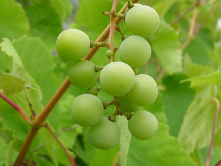 green grape