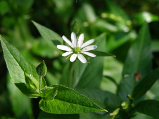 white flower