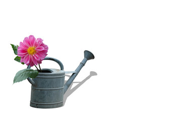 dahlie in gießkanne freigestellt