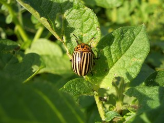 kartoffel-käfer