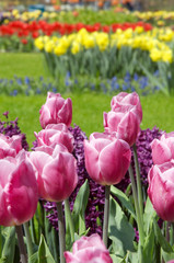 dutch tulips