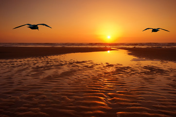 seagulls and sunset