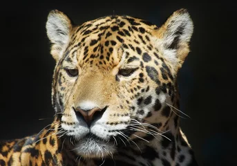 Foto auf Acrylglas Panther Leopard