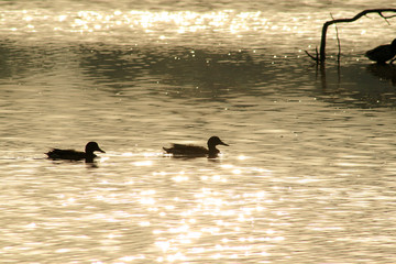 enten im abendlicht