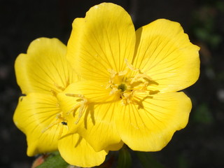yellow flower on black