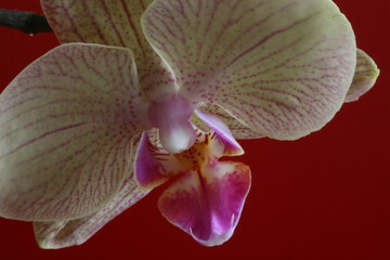 orchidee diagonal