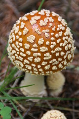 kleiner perfekter fliegenpilz