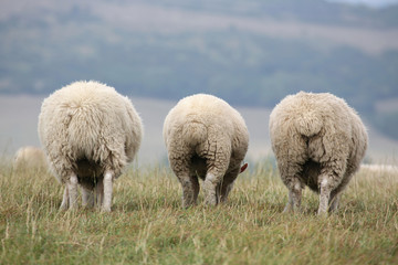 grazing sheep