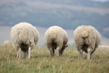 Papier Peint photo Lavable Moutons grazing sheep