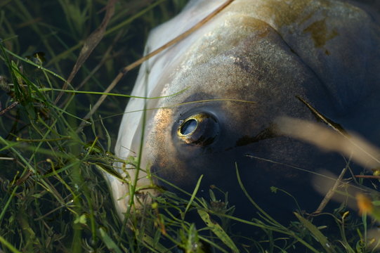 marmorkarpfen