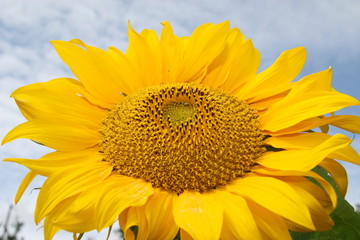 Naklejka premium sunflower.