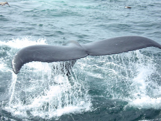 whale tail © Zane McHattie