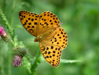 butterfly