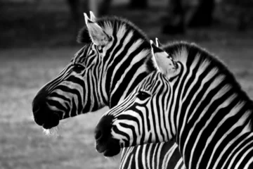 Foto op Canvas twee zebra& 39 s © robynmac