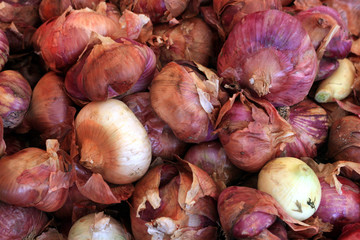 oignon