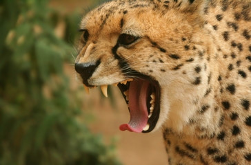 cheetah, yawning
