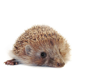 hedgehog