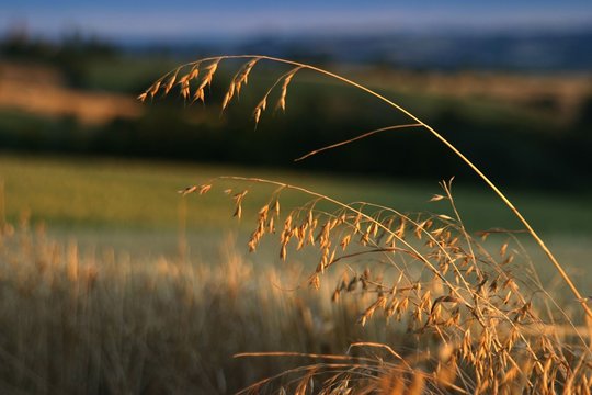 Bles 이미지 – 찾아보기 186 스톡 사진, 벡터 및 비디오 | Adobe Stock