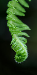 unfurling