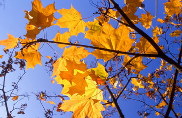 herbstblätter8