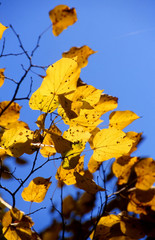 herbstbl&auml;tter12