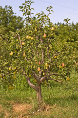pear tree